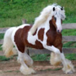 Meet your Posher, Jeanne